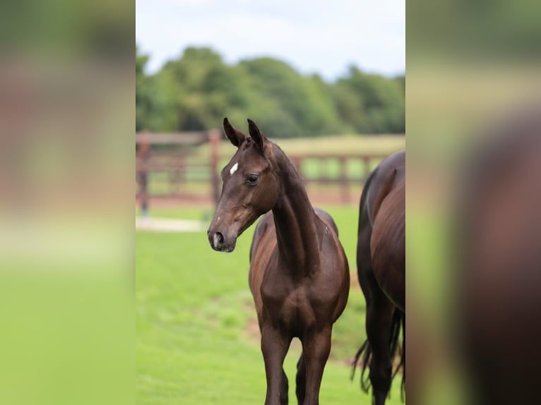 KWPN Jument Poulain (01/2026) Bai brun foncé in Zieuwent