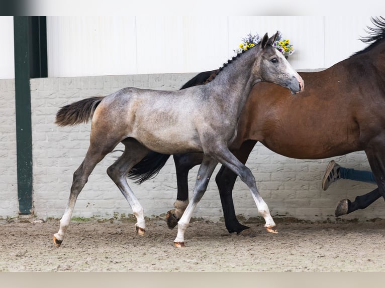 KWPN Jument Poulain (01/2026) Bai cerise in Heerde