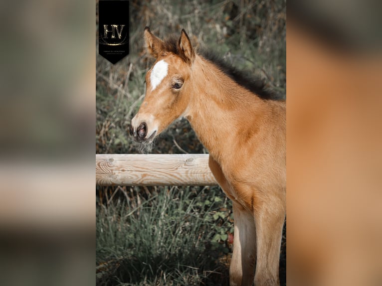 KWPN Jument Poulain (01/2026) Buckskin in Grury