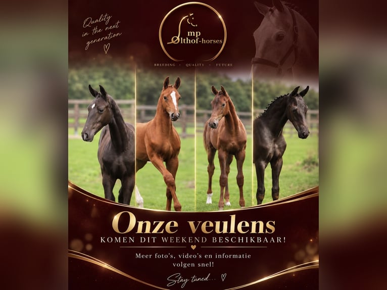 KWPN Jument Poulain (01/2026)  in Zieuwent