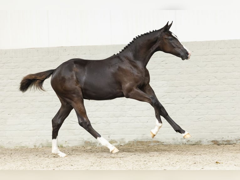KWPN Jument Poulain (03/2025) in Heerde