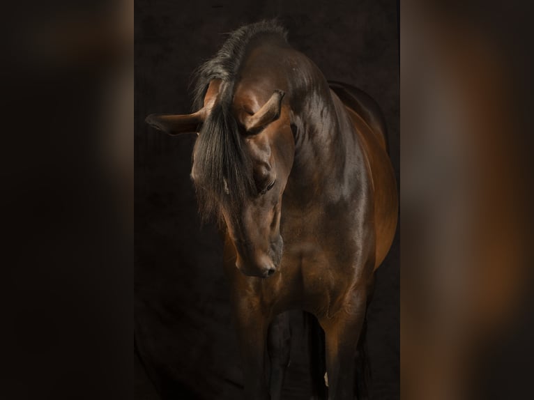 KWPN Klacz 10 lat 160 cm Gniada in Nijkerkerveen