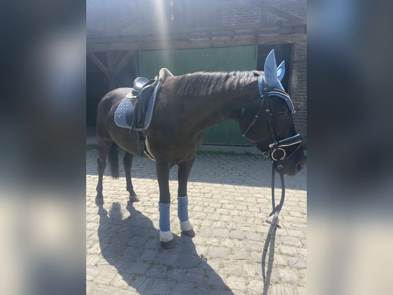 KWPN Klacz 10 lat 162 cm Kara in Essen