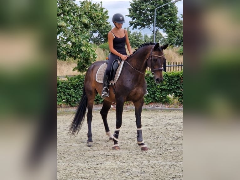 KWPN Klacz 10 lat 162 cm Kara in Nettetal