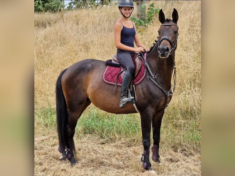 KWPN Klacz 10 lat 162 cm Kara in Nettetal
