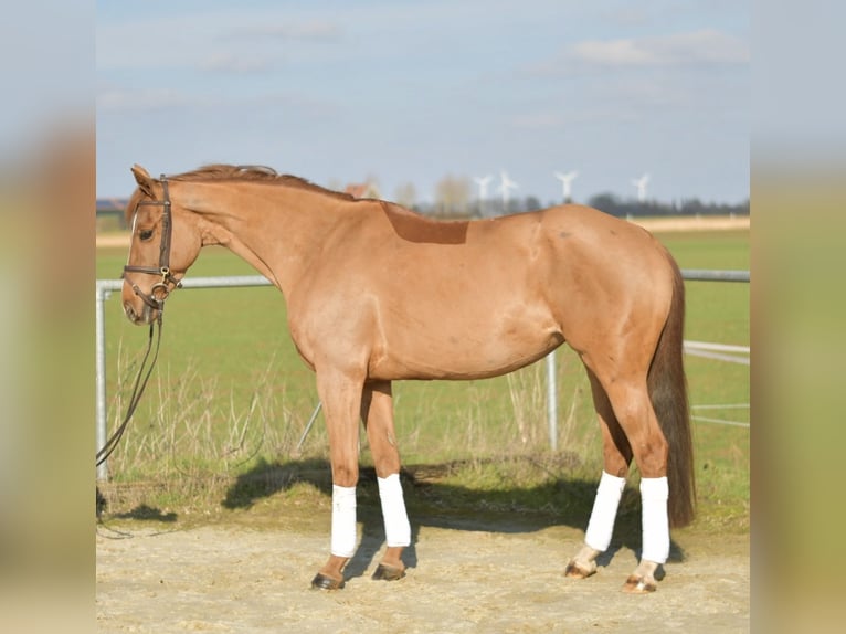 KWPN Klacz 10 lat 162 cm Kasztanowata in Geilenkirchen