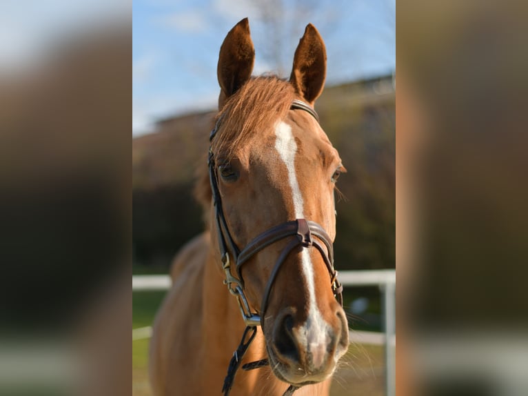 KWPN Klacz 10 lat 162 cm Kasztanowata in Geilenkirchen