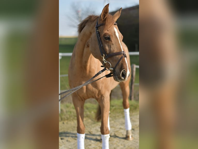 KWPN Klacz 10 lat 162 cm Kasztanowata in Geilenkirchen