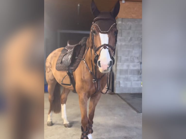 KWPN Klacz 10 lat 162 cm Kasztanowata in Husum