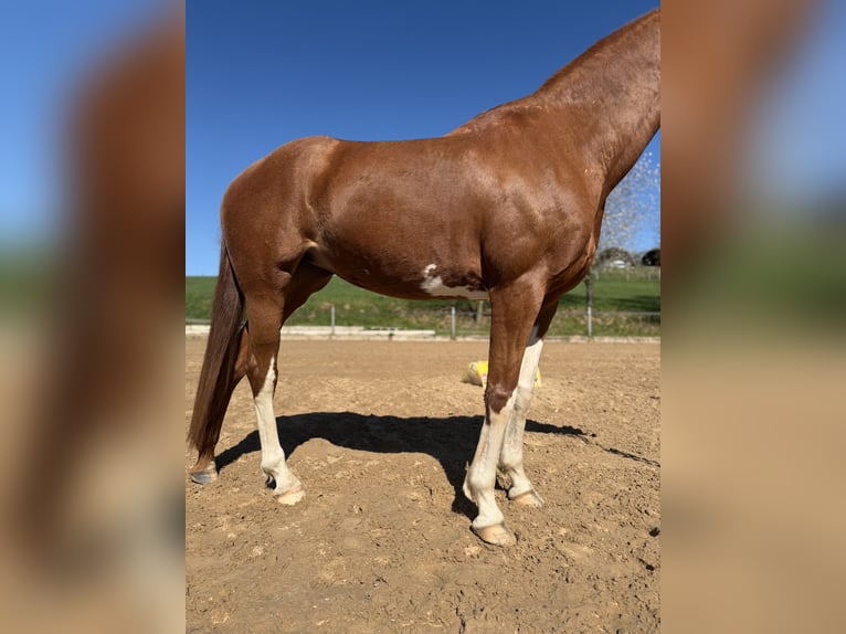 KWPN Klacz 10 lat 163 cm Kasztanowata in Pirmasens