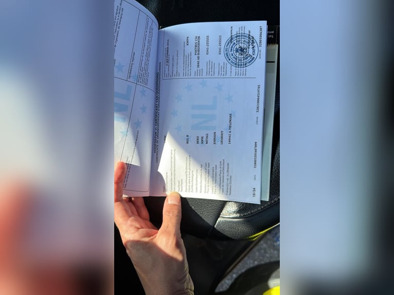 KWPN Klacz 10 lat 163 cm Kasztanowata in Pirmasens