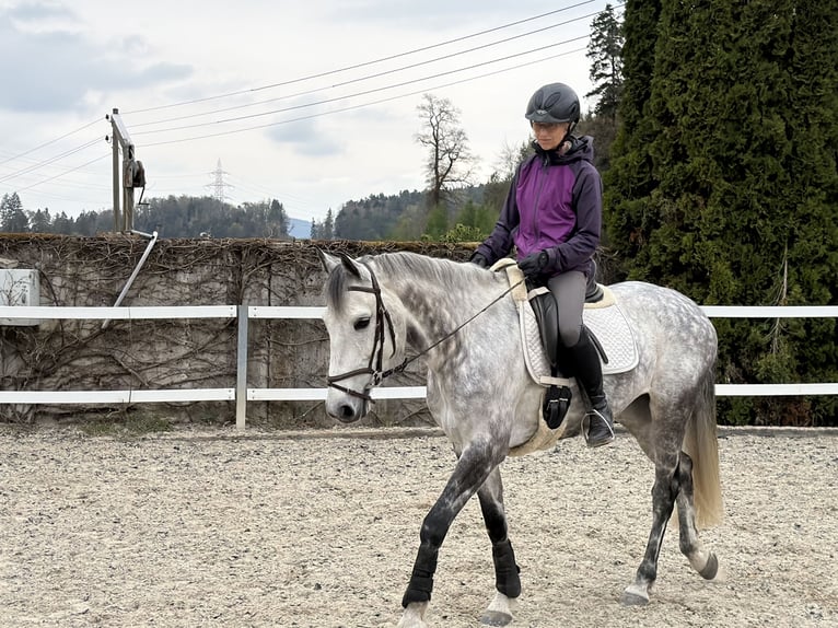 KWPN Klacz 10 lat 163 cm Siwa jabłkowita in Wintersingen