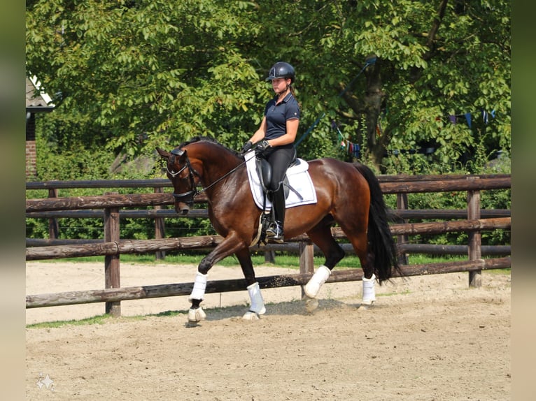 KWPN Klacz 10 lat 164 cm Ciemnogniada in Halle