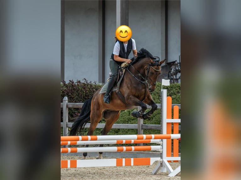 KWPN Klacz 10 lat 164 cm in Chur