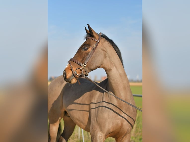 KWPN Klacz 10 lat 165 cm Gniada in Geilenkirchen