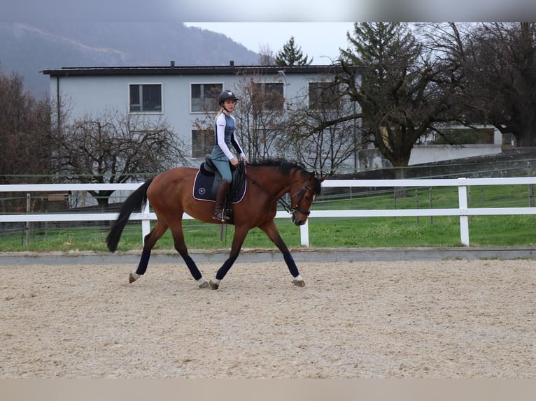 KWPN Klacz 10 lat 165 cm Gniada in Buttisholz