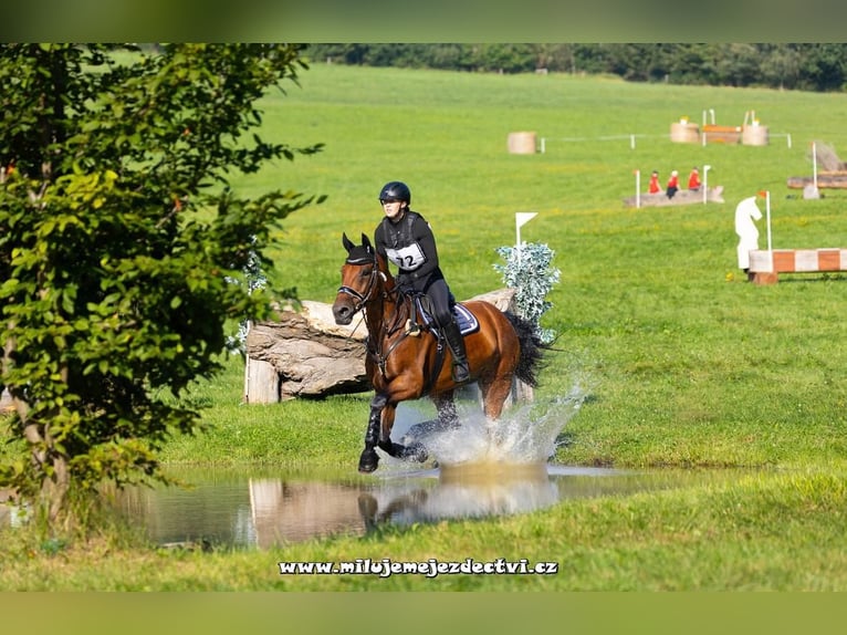 KWPN Klacz 10 lat 166 cm Gniada in Pisek