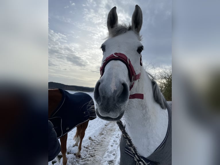 KWPN Klacz 10 lat 166 cm Siwa jabłkowita in Donaueschingen