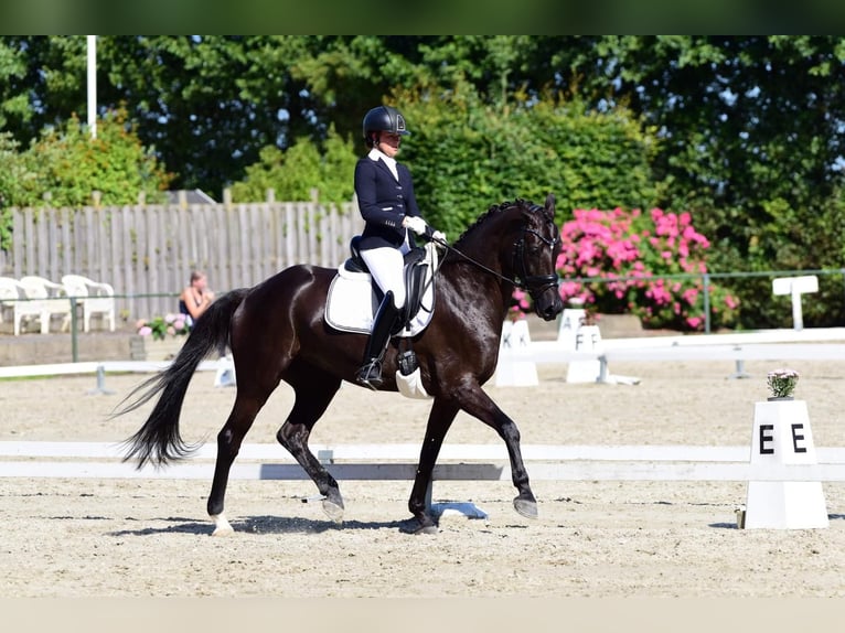 KWPN Klacz 10 lat 168 cm Kara in Hilvarenbeek