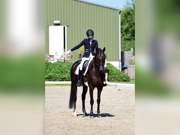 KWPN Klacz 10 lat 168 cm Kara in Hilvarenbeek