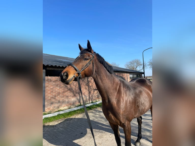 KWPN Klacz 10 lat 169 cm Ciemnogniada in Ossenzijl