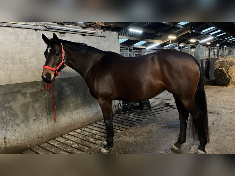 KWPN Klacz 10 lat 169 cm Ciemnogniada in Ossenzijl