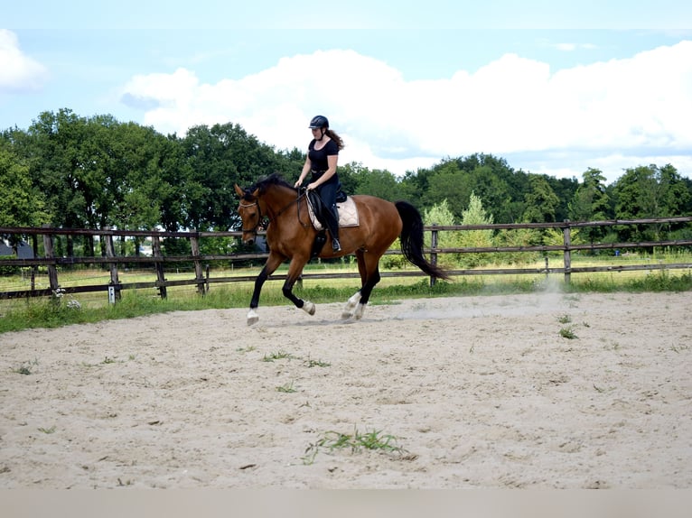 KWPN Klacz 10 lat 170 cm Gniada in Noordbroek
