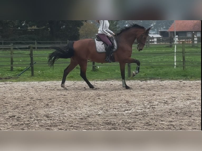 KWPN Klacz 10 lat 170 cm Gniada in Meijel