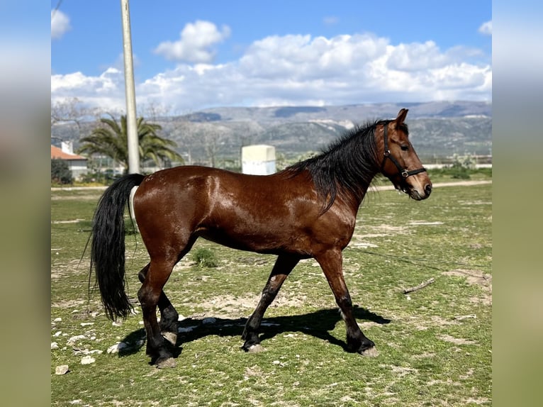 KWPN Mix Klacz 10 lat 170 cm Gniada in Matine