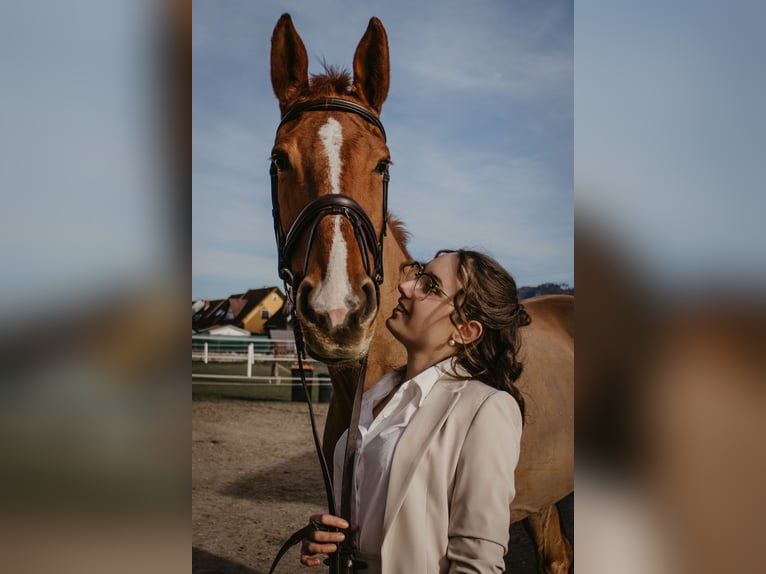 KWPN Klacz 10 lat 170 cm Kasztanowata in Klagenfurt