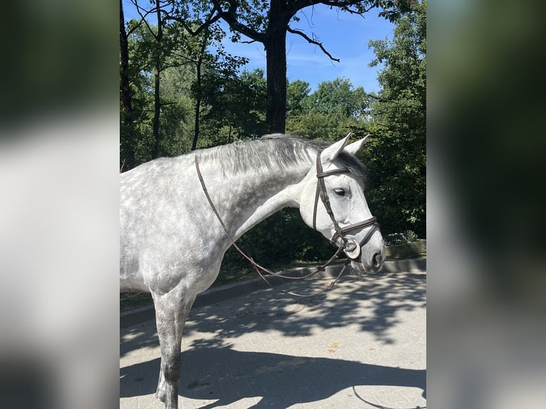 KWPN Klacz 10 lat 170 cm Siwa jabłkowita in RecklinghausenRecklinghausen