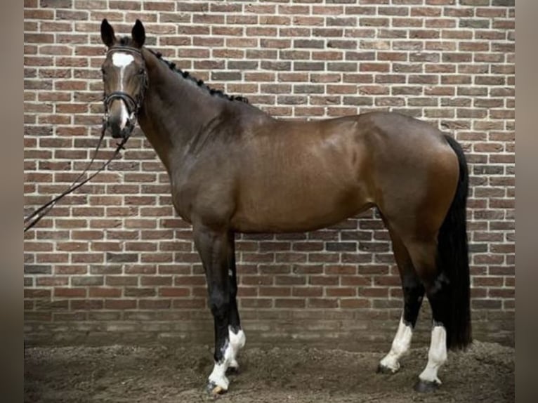 KWPN Klacz 10 lat 171 cm Gniada in Gdańsk