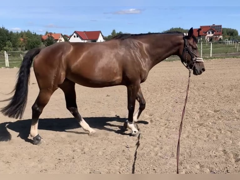 KWPN Klacz 10 lat 171 cm Gniada in Gdańsk