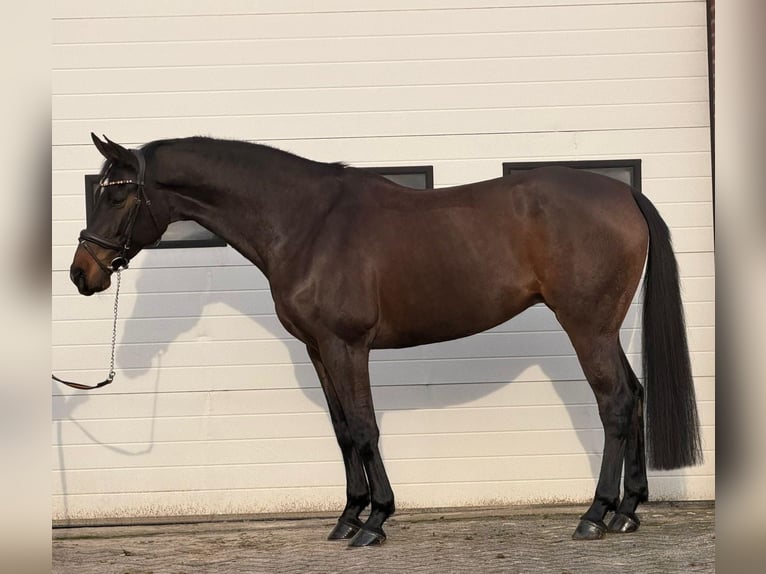 KWPN Klacz 10 lat 171 cm Gniada in Someren