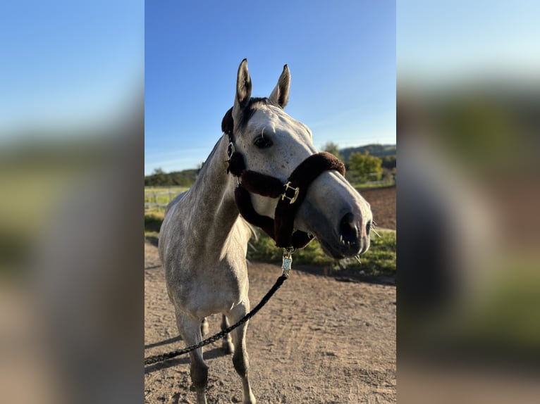 KWPN Klacz 10 lat 173 cm Siwa jabłkowita in Neuenburg am Rhein