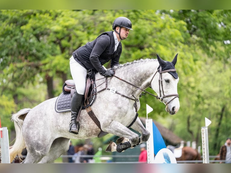 KWPN Klacz 10 lat 173 cm Siwa jabłkowita in Neuenburg am Rhein