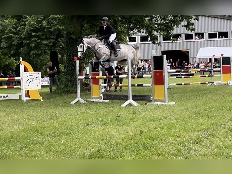 KWPN Klacz 10 lat 173 cm Siwa jabłkowita in Neuenburg am Rhein