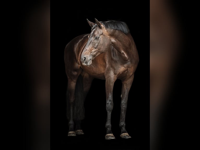 KWPN Klacz 10 lat 173 cm Skarogniada in Herne