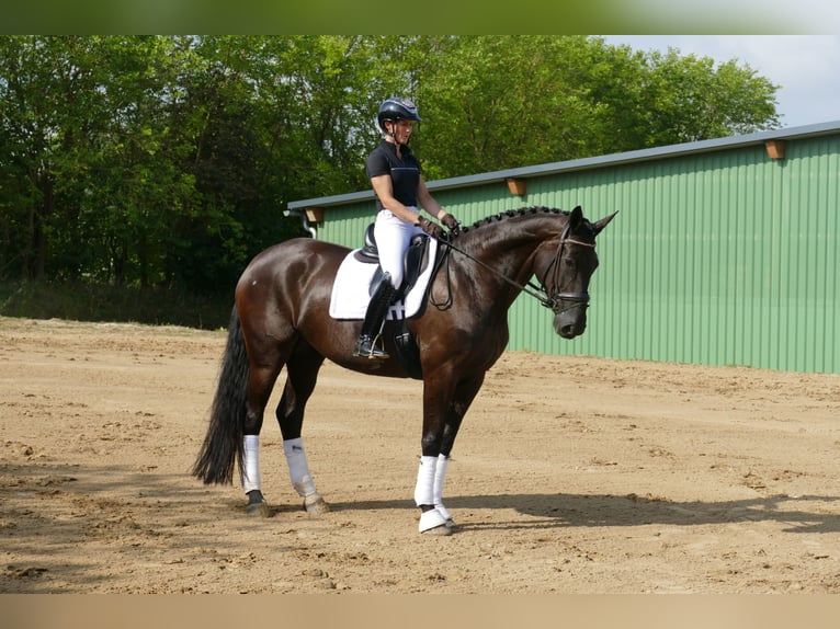 KWPN Klacz 10 lat 174 cm Kara in Ganschow