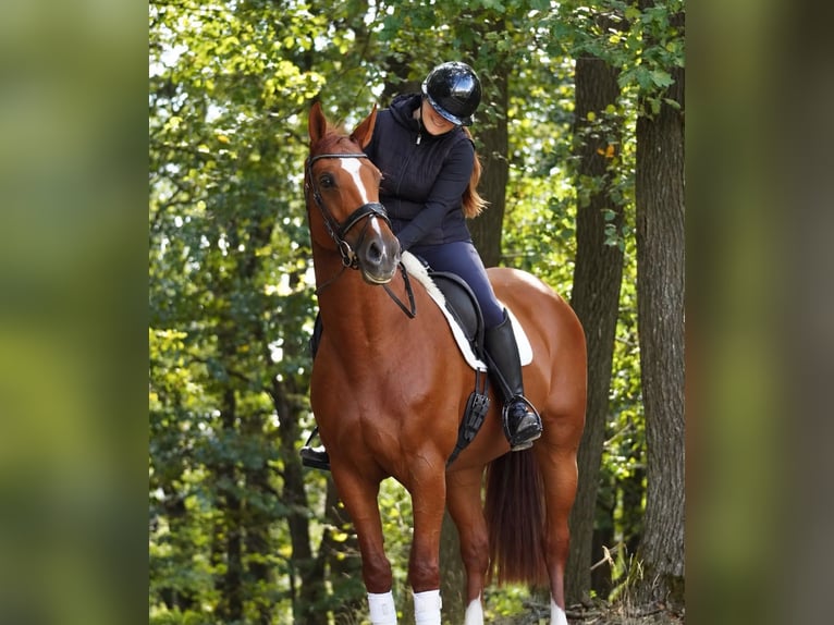 KWPN Klacz 10 lat 174 cm Kasztanowata in Nettersheim