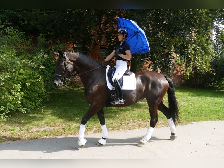 KWPN Klacz 10 lat 175 cm Kara in Ganschow