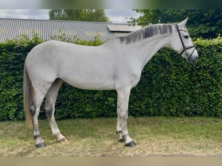 KWPN Klacz 11 lat 163 cm Siwa in Bladel