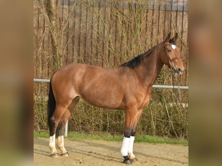 KWPN Klacz 11 lat 165 cm Gniada in Geilenkirchen