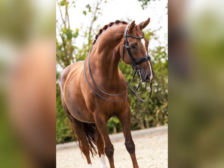 KWPN Klacz 11 lat 167 cm Ciemnokasztanowata in Borssele
