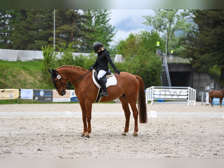KWPN Klacz 11 lat 167 cm Kasztanowata in Altstätten SG