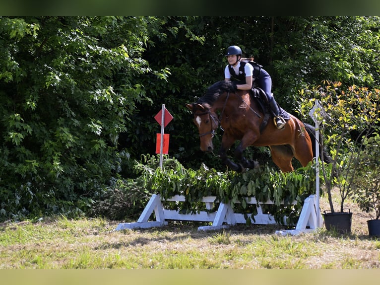 KWPN Klacz 11 lat 168 cm Gniada in Varese