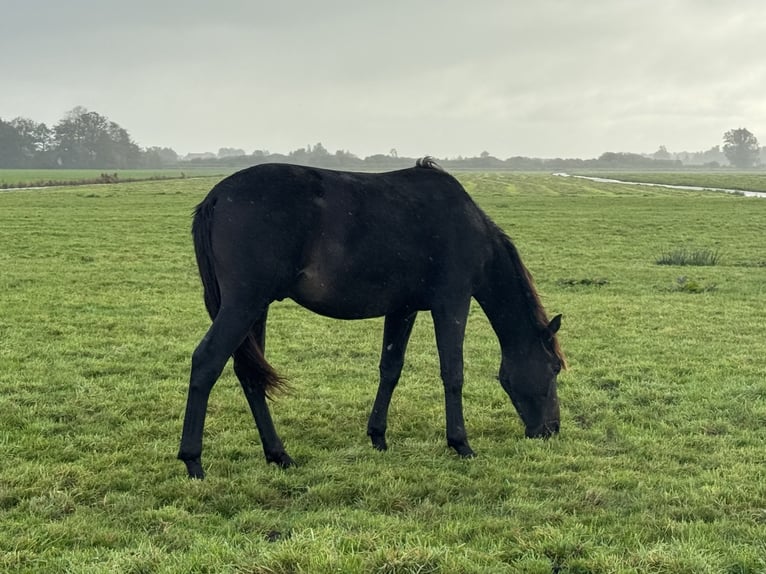 KWPN Klacz 11 lat 169 cm Gniada in Otterlo