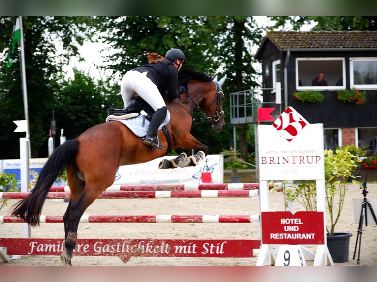 KWPN Klacz 11 lat 170 cm Gniada in M&#xFC;nster