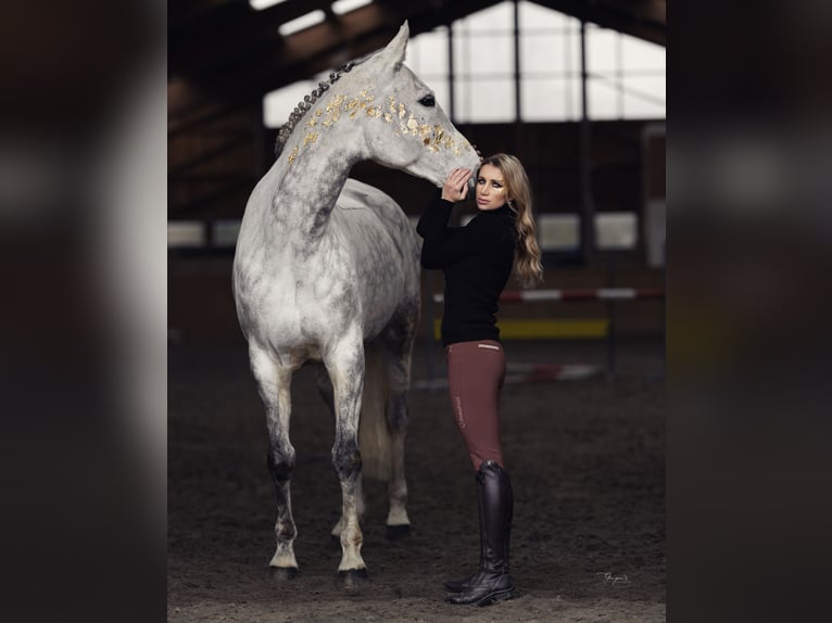 KWPN Klacz 11 lat 173 cm Siwa in Zruč nad Sázavou