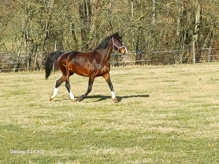 KWPN Klacz 12 lat 155 cm Gniada in Ehrenberghilders